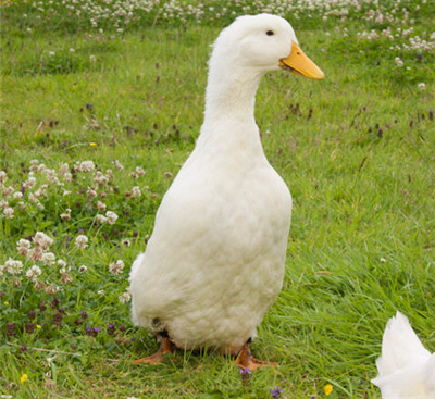 German Pekin Ducks